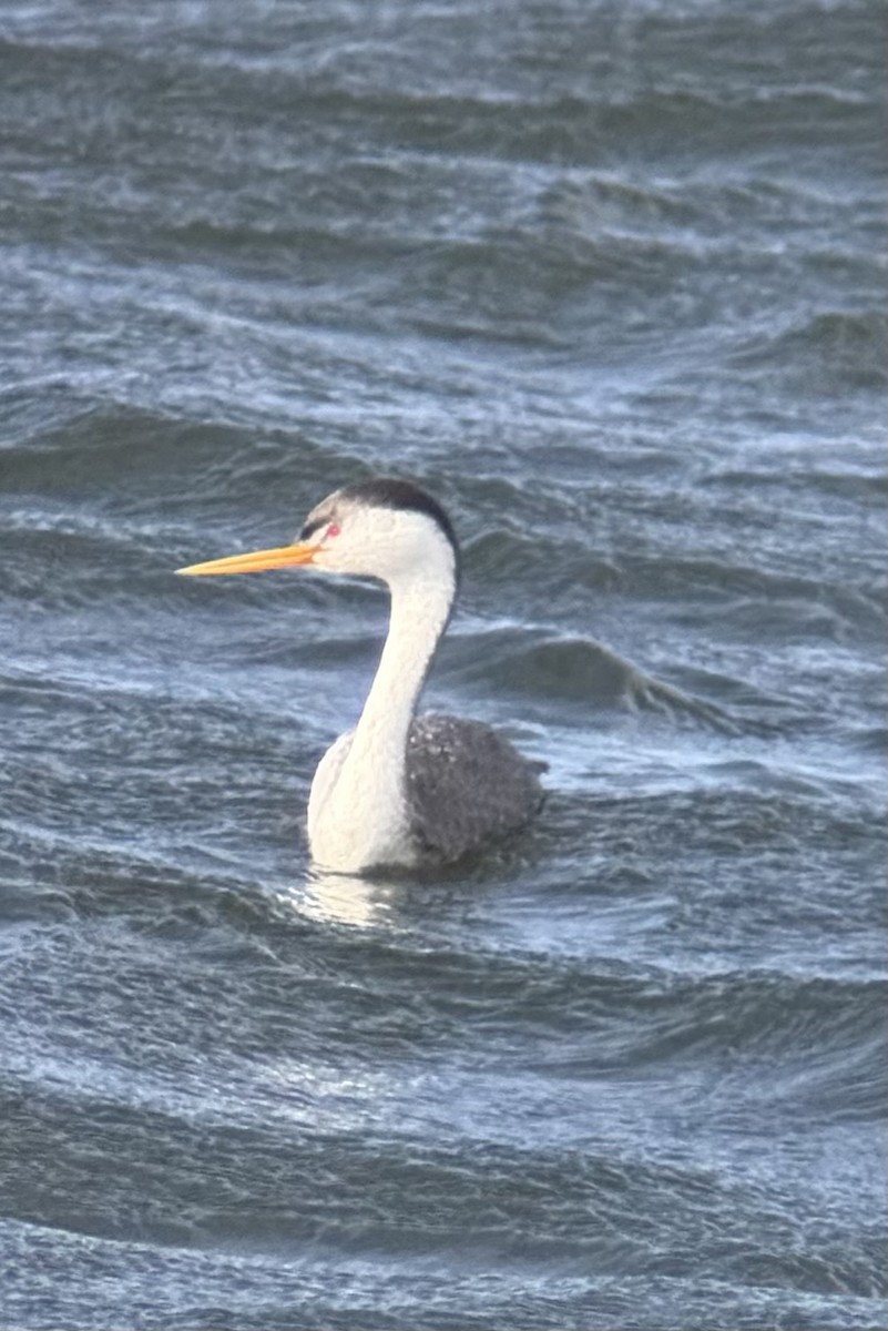 Clark's Grebe - ML644716677