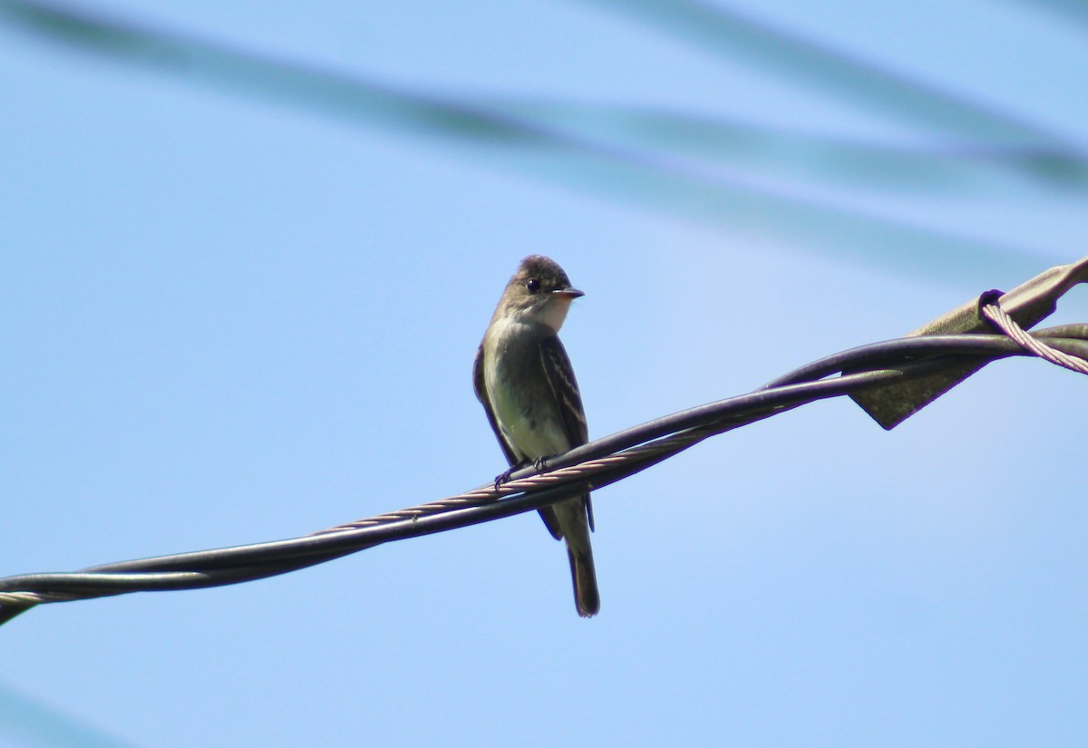 Yellow-bellied Elaenia - ML644716688