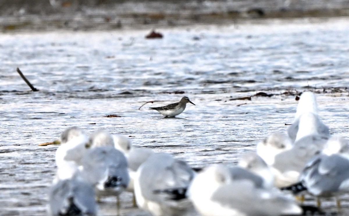 Weißbürzel-Strandläufer - ML644716689
