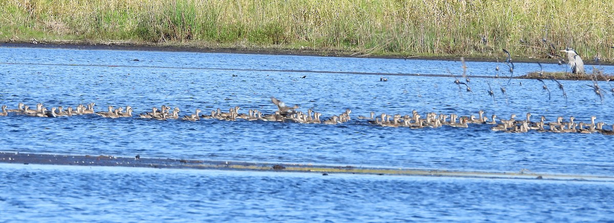 Blue-winged Teal - ML644716690