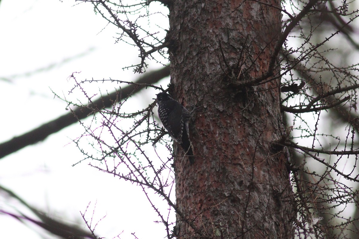 datlík smrkový - ML644716710