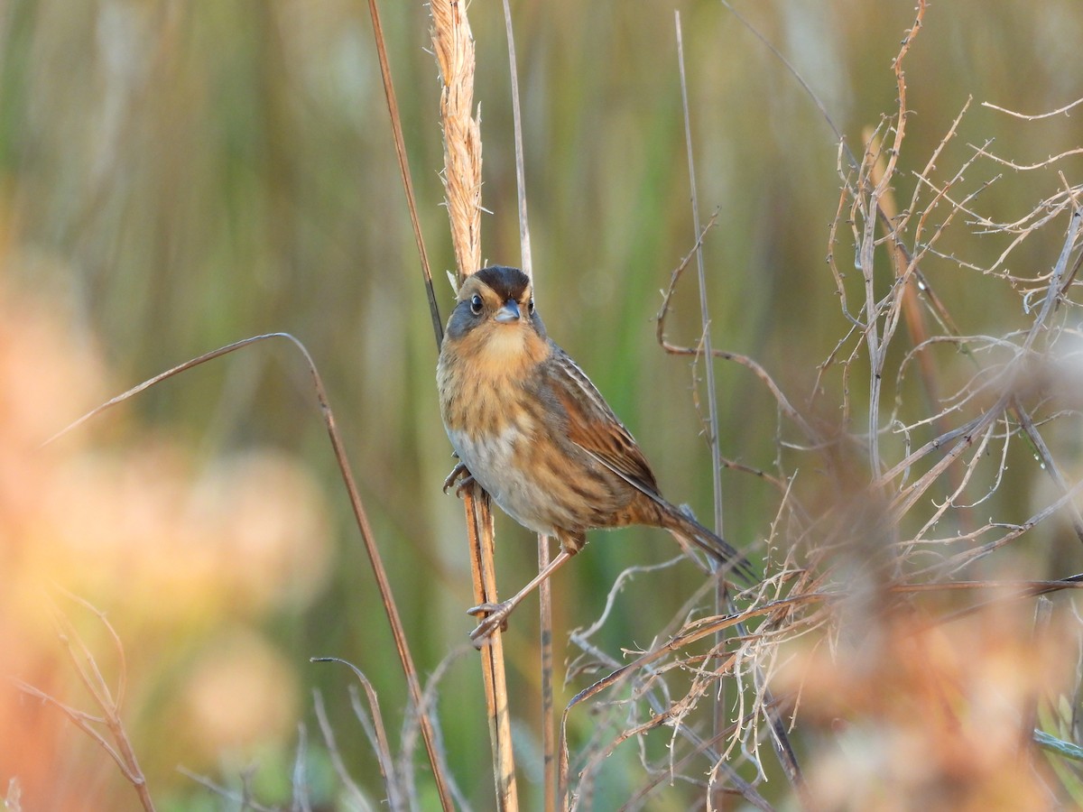 Nelson's Sparrow - ML644716715