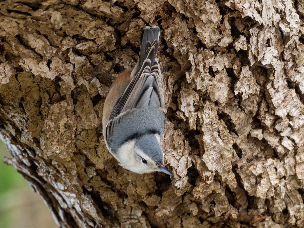 Sittelle à poitrine blanche - ML644716717