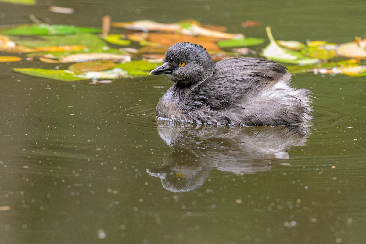 Least Grebe - ML644716723