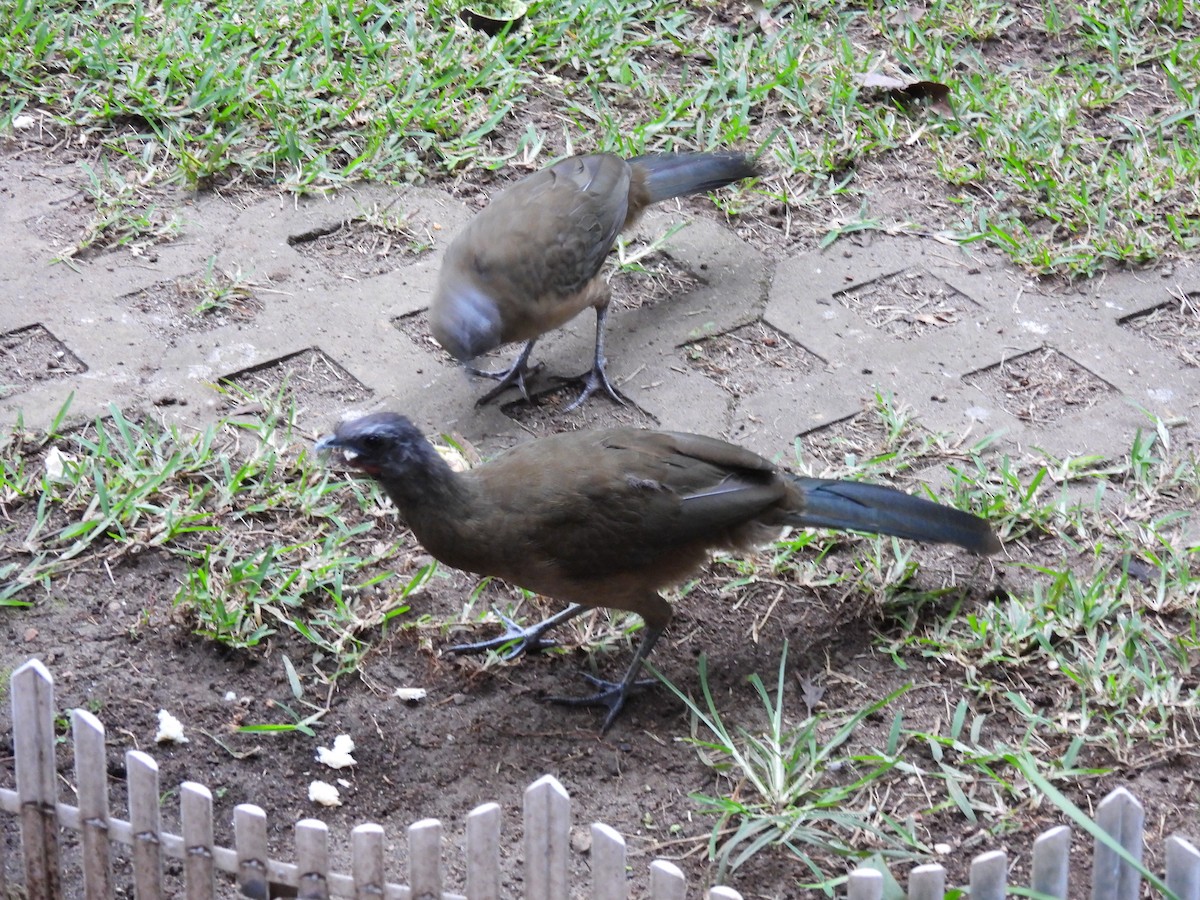 Plain Chachalaca - ML644716738