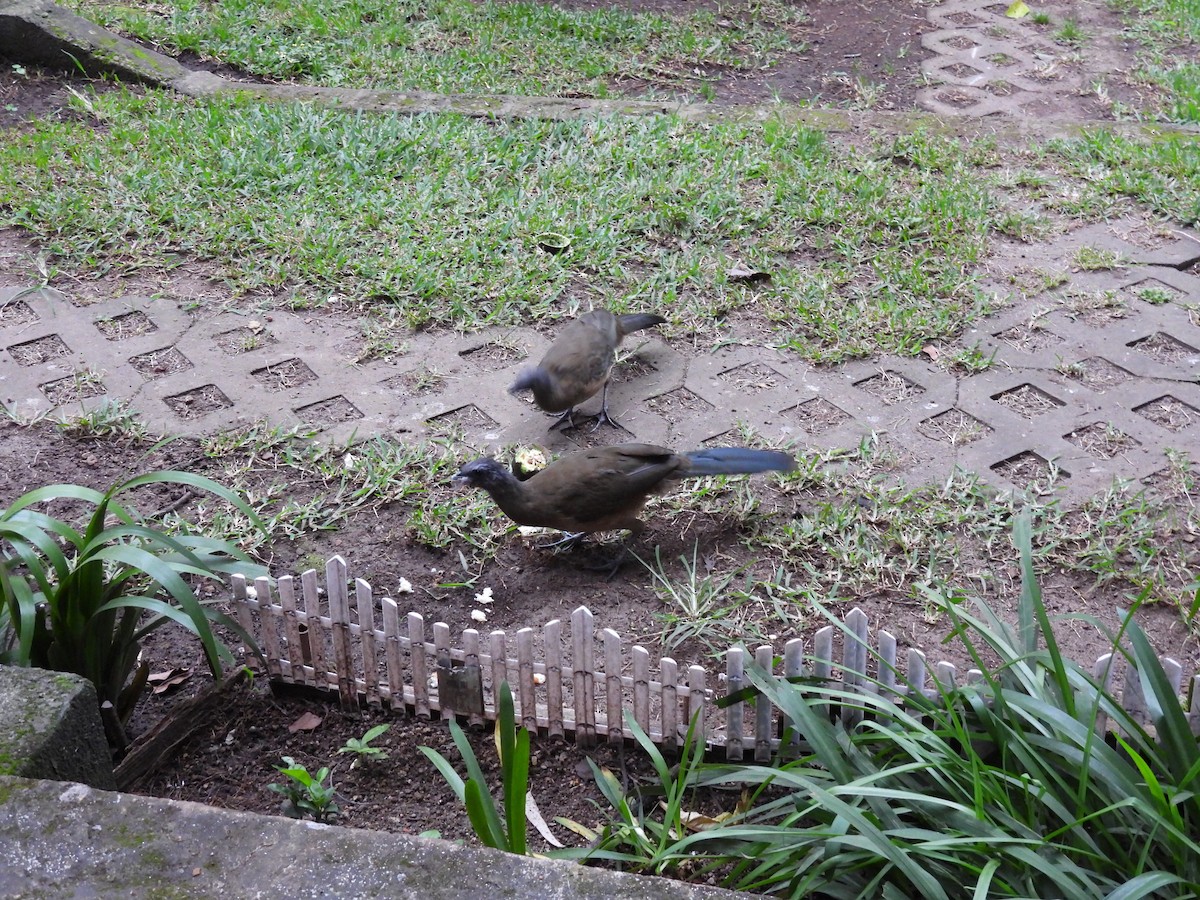 Plain Chachalaca - ML644716739