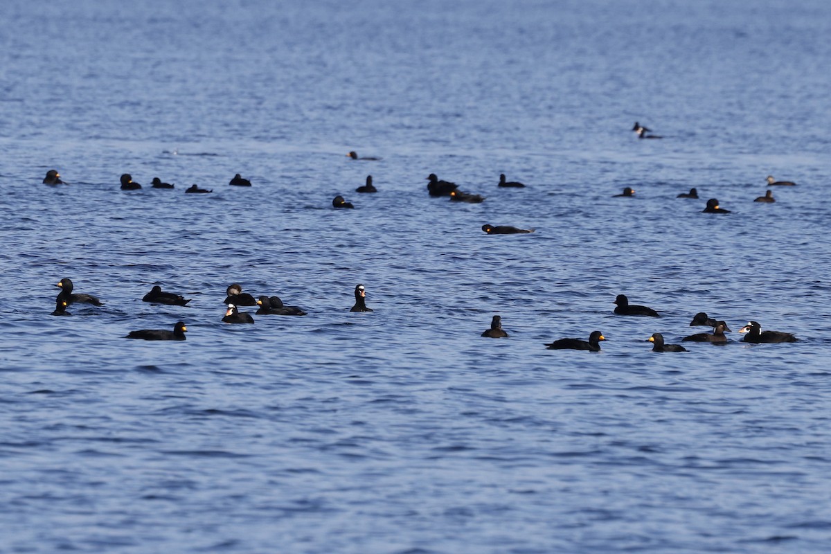 Amerika Kara Ördeği - ML644716745