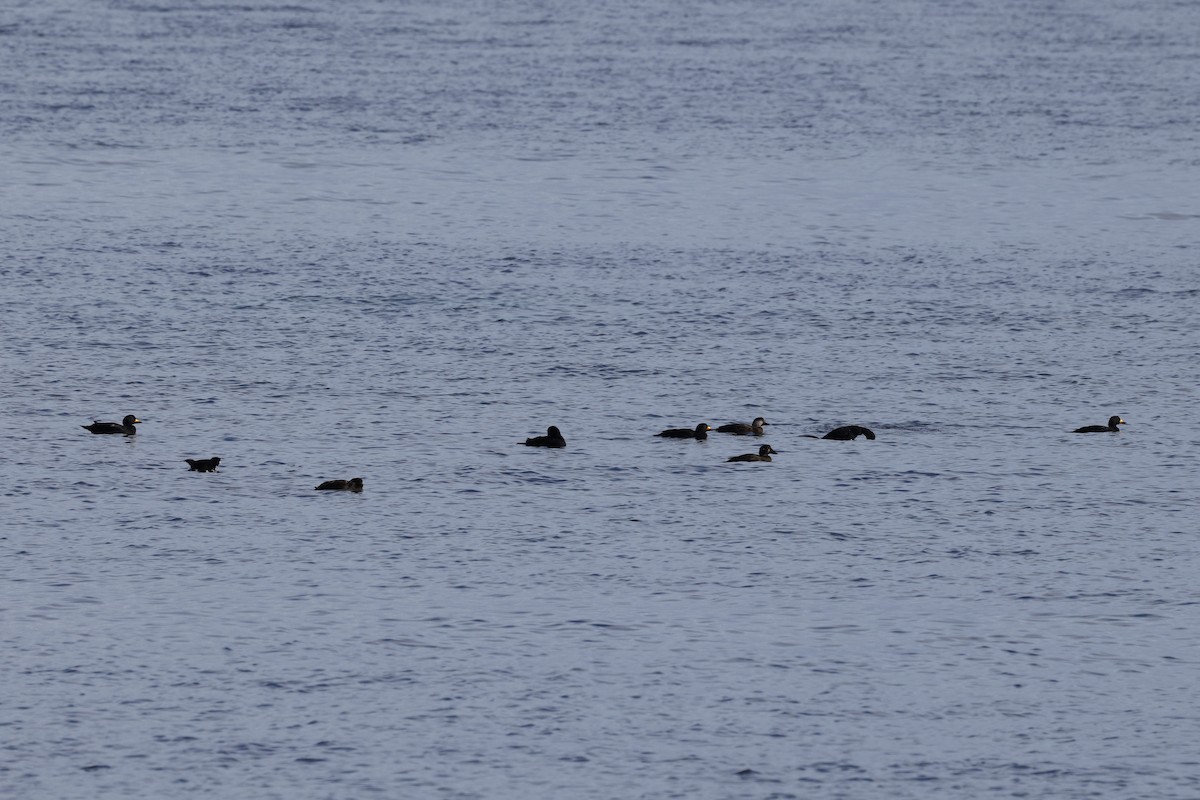 Amerika Kara Ördeği - ML644716748