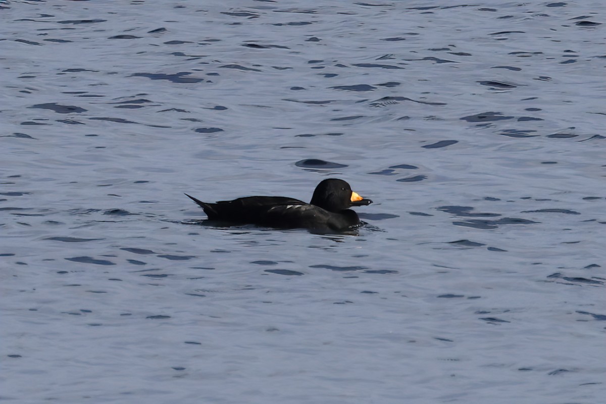 Amerika Kara Ördeği - ML644716749