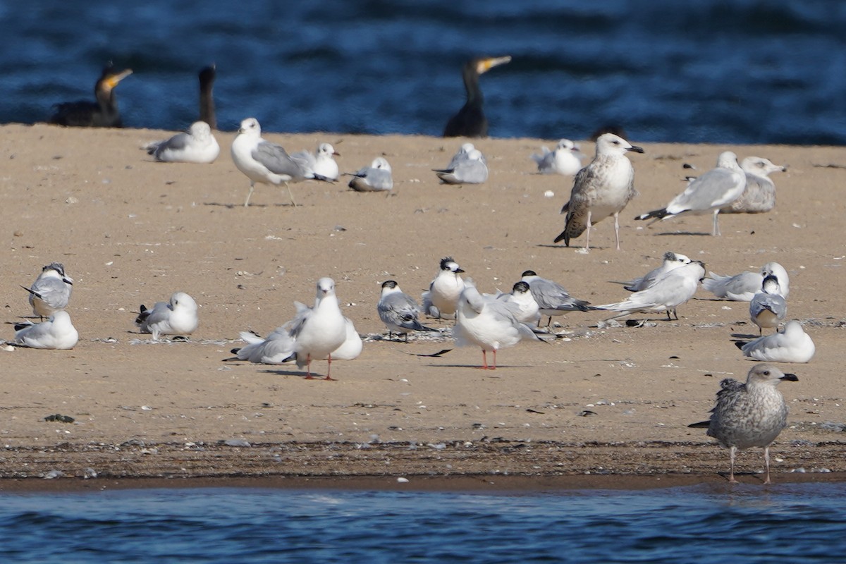 Sandwich Tern - ML644716752