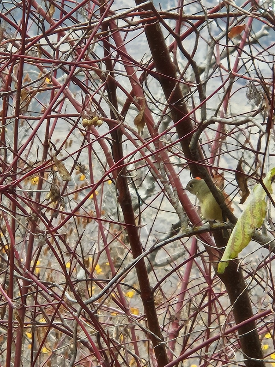 Ruby-crowned Kinglet - ML644716753