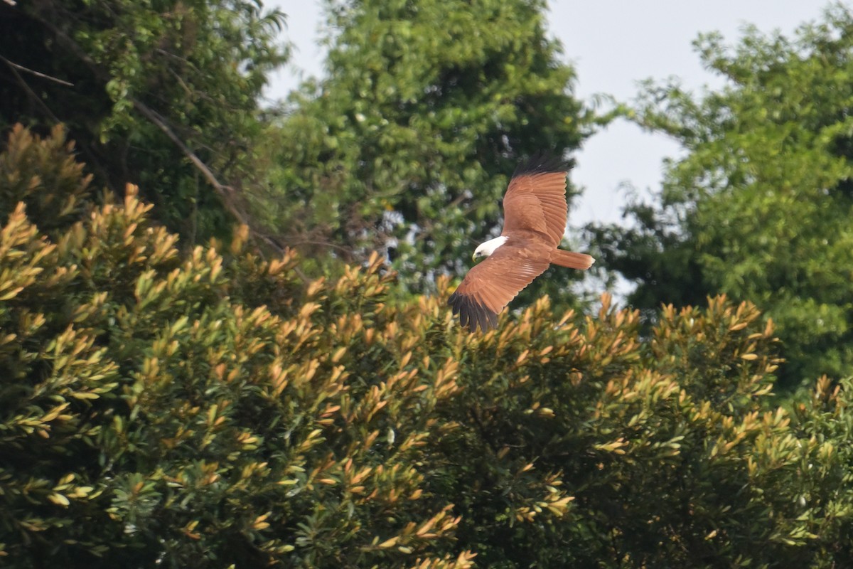 Браминский коршун - ML644716755