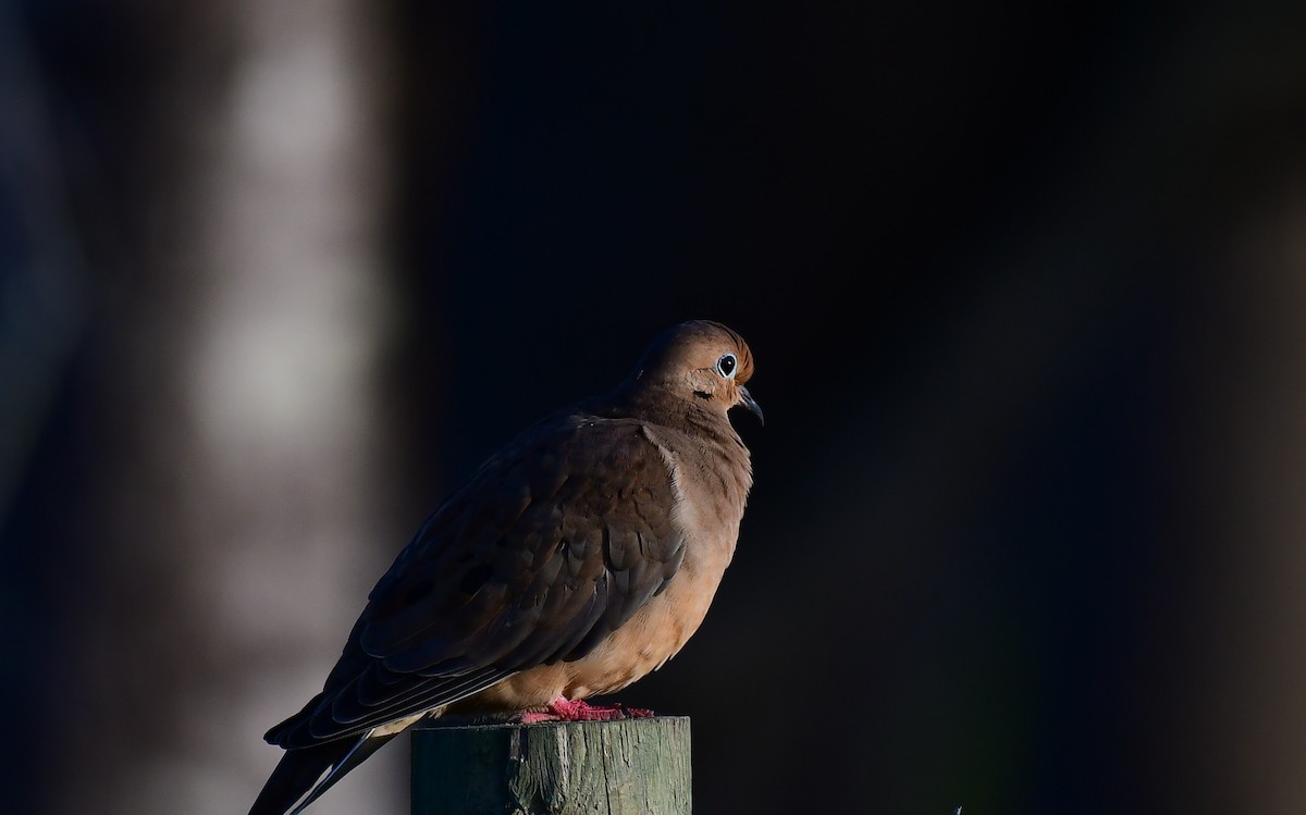 Mourning Dove - ML644716756