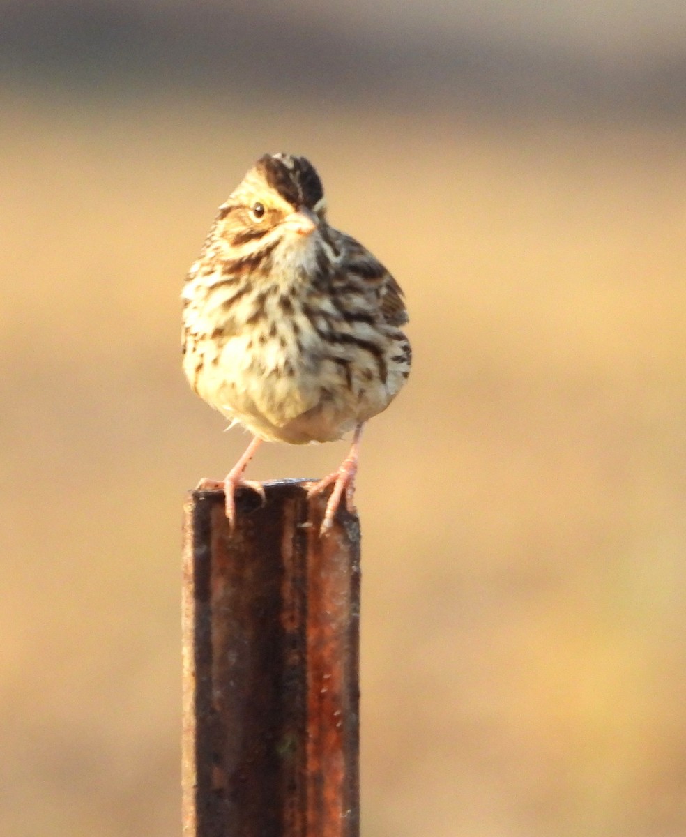 Savannah Sparrow - ML644716759