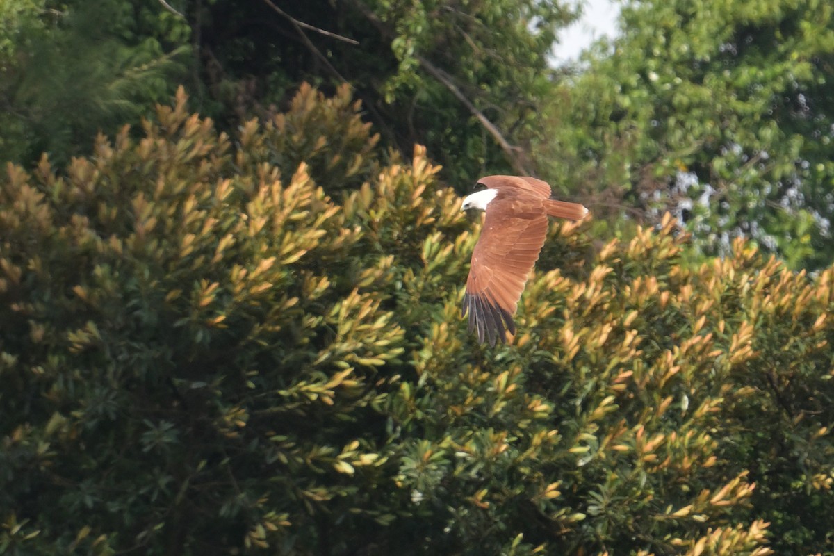 Браминский коршун - ML644716760