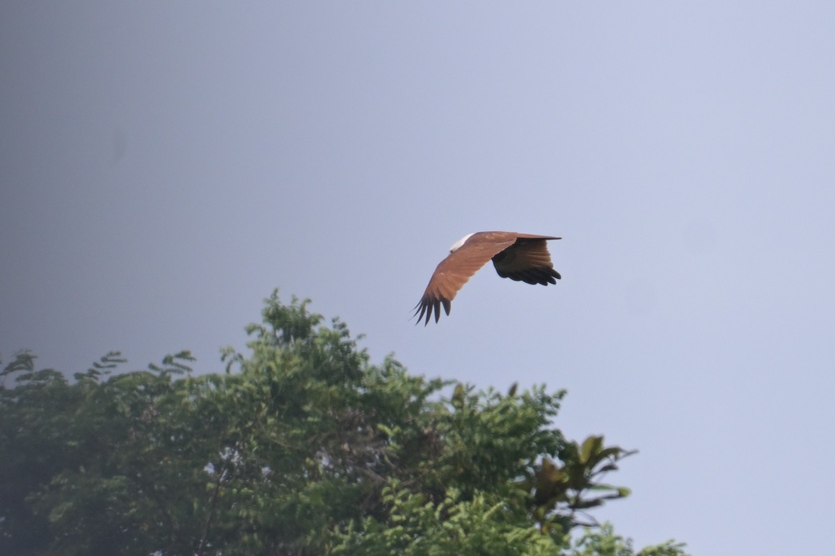 Браминский коршун - ML644716766