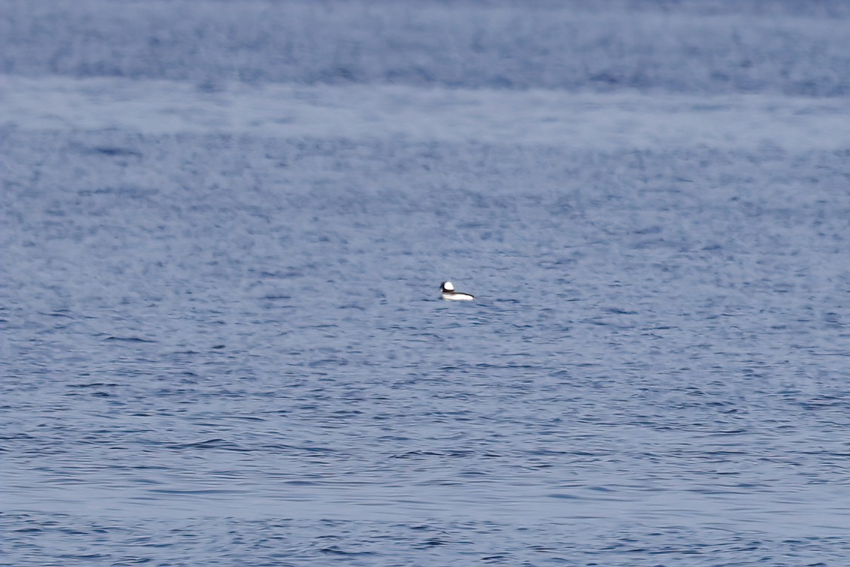 Bufflehead - ML644716767
