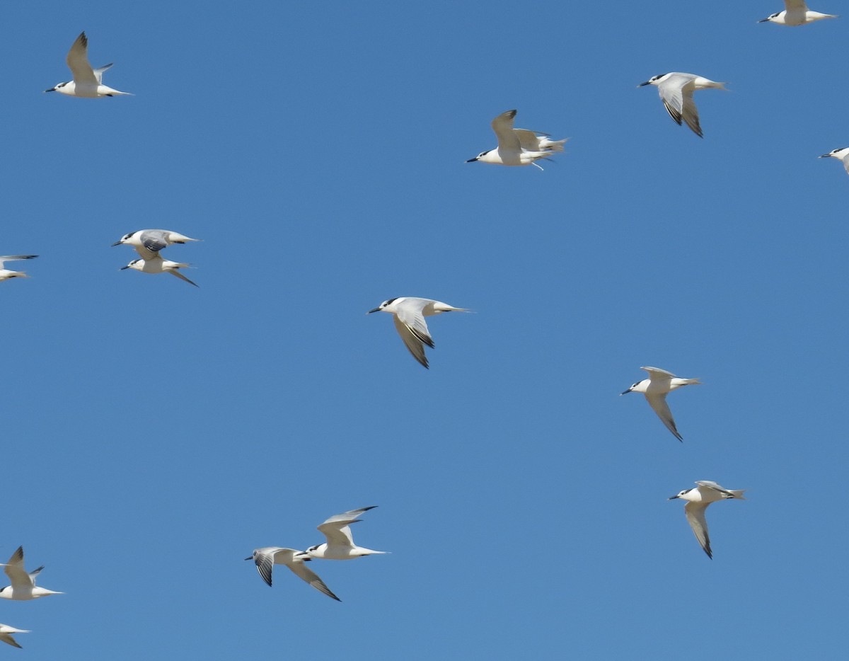Sandwich Tern - ML644716771