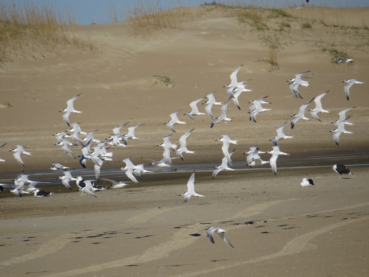 Sandwich Tern - ML644716772