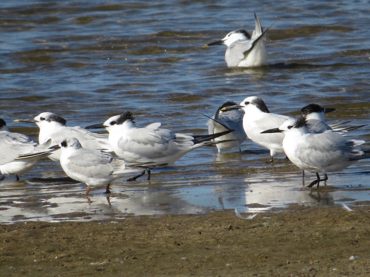 Sandwich Tern - ML644716773