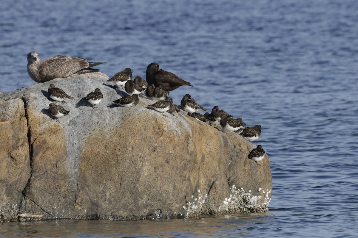 Black Oystercatcher - ML644716776