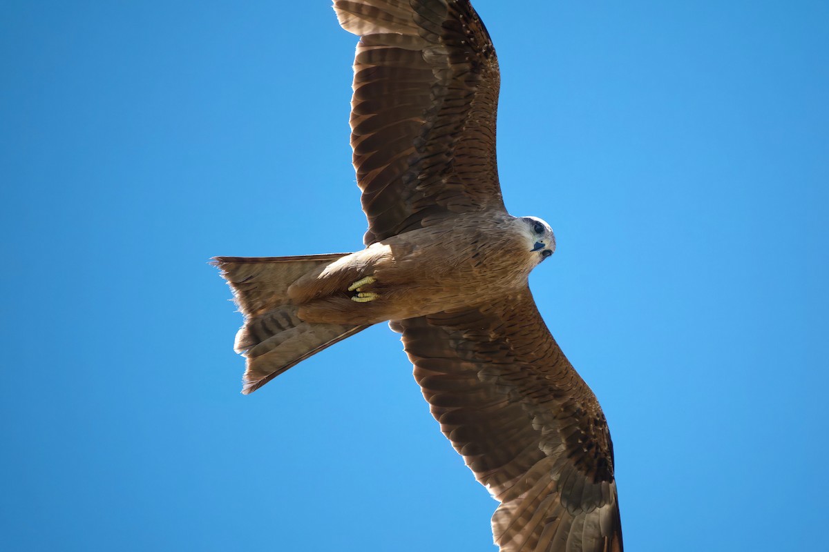 Black Kite - ML644716779