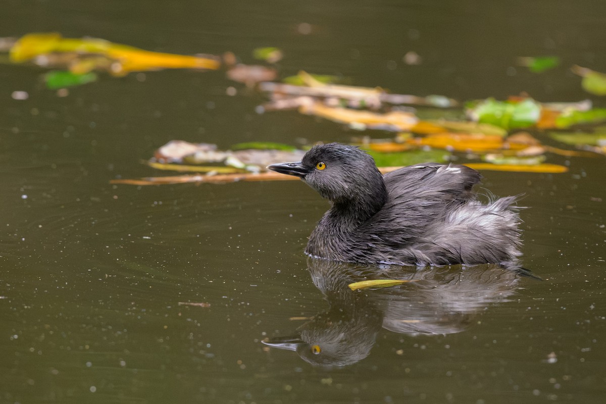 Least Grebe - ML644716783
