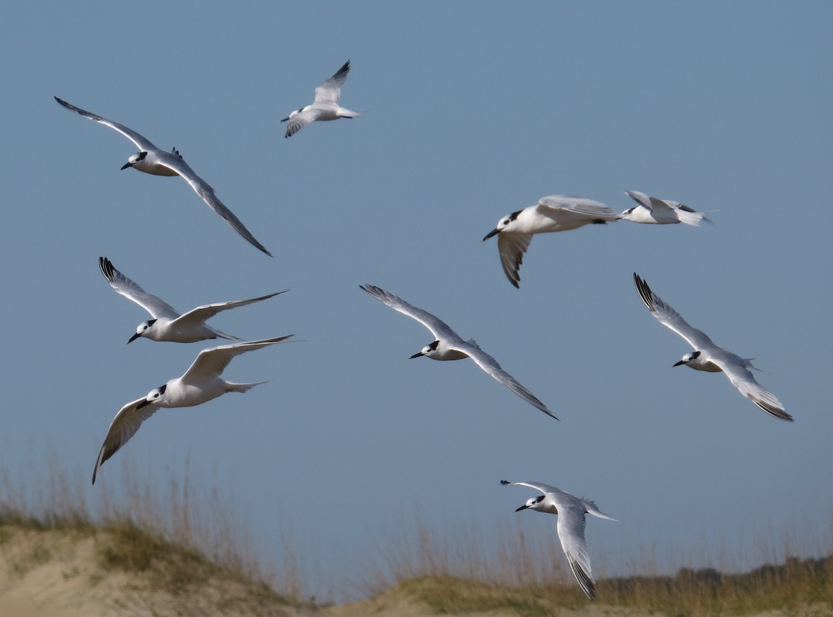 Sandwich Tern - ML644716791