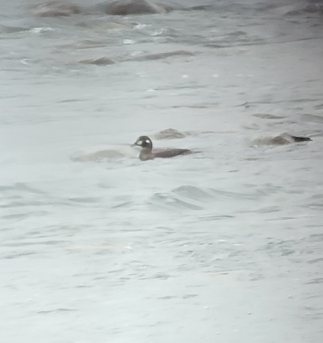 Harlequin Duck - ML644716798