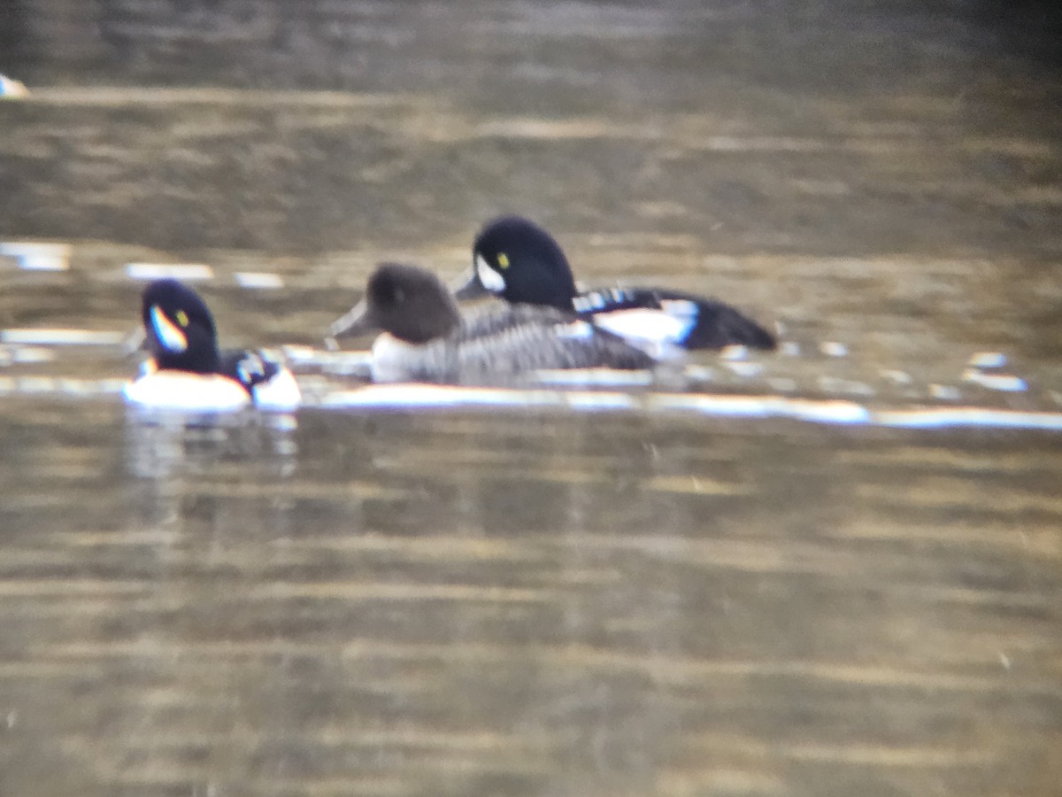 Barrow's Goldeneye - ML644716801