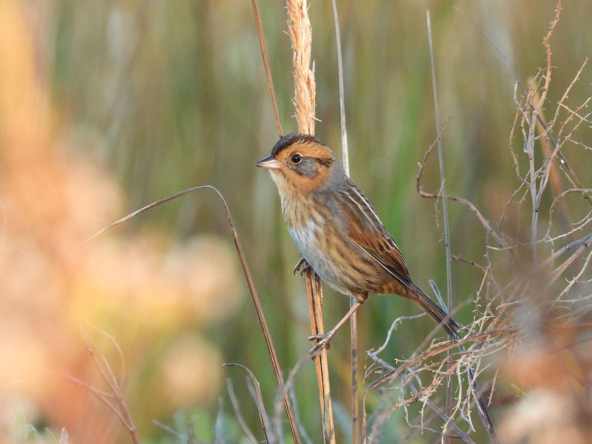 Nelson's Sparrow - ML644716805