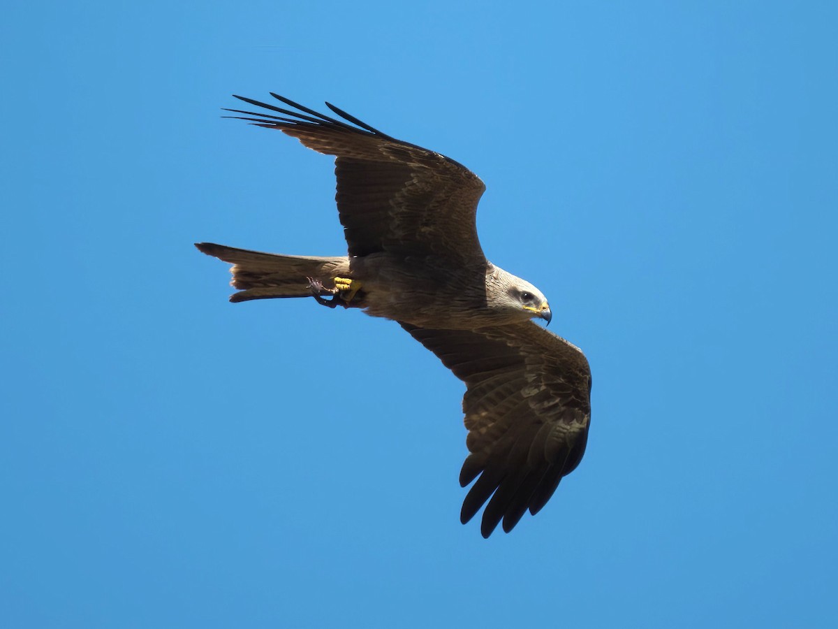 黑鳶 - ML644716812