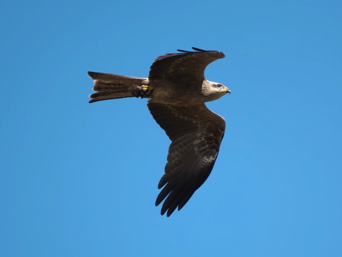 黑鳶 - ML644716813