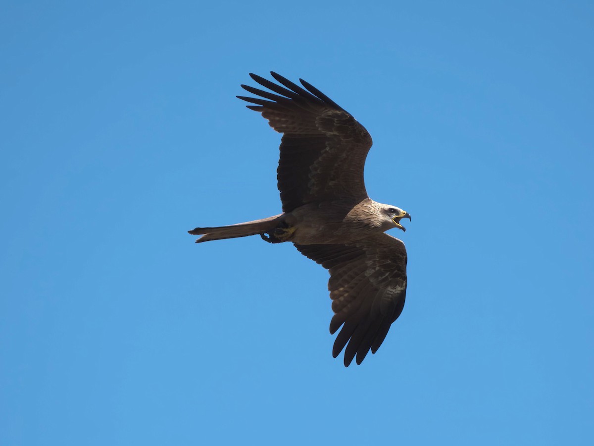 黑鳶 - ML644716814