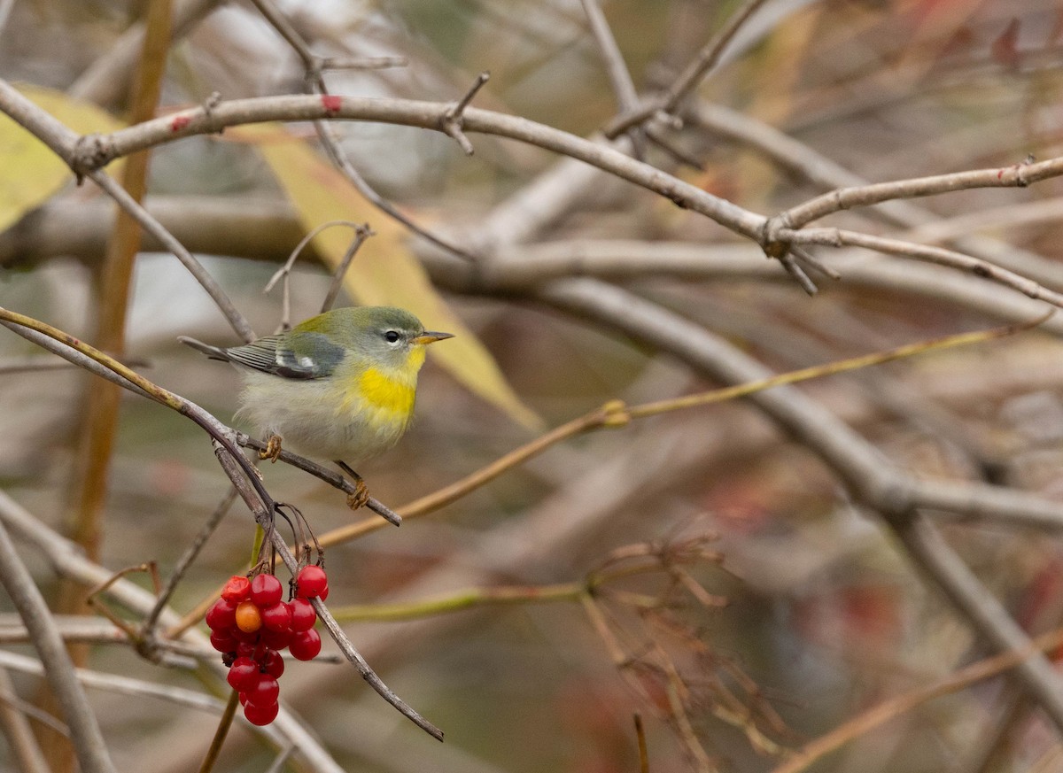 Northern Parula - ML644716817