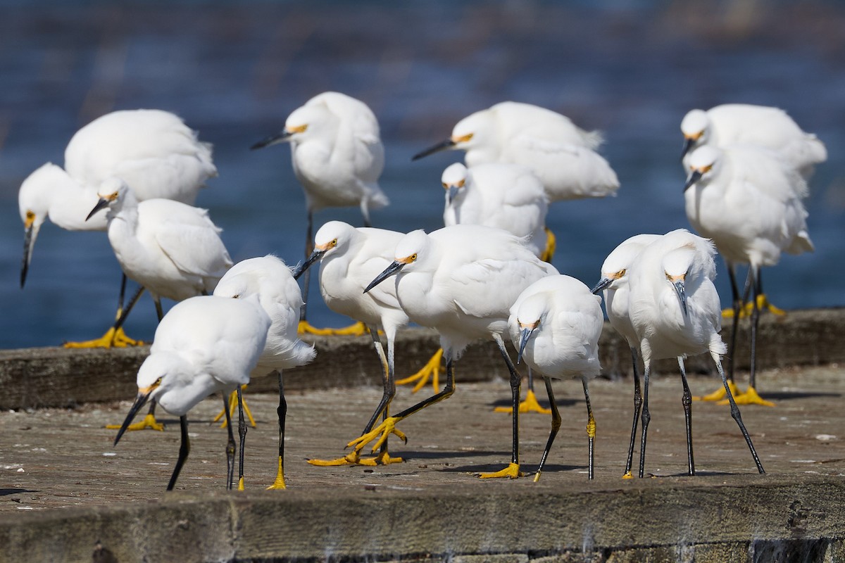 Snowy Egret - ML644716818
