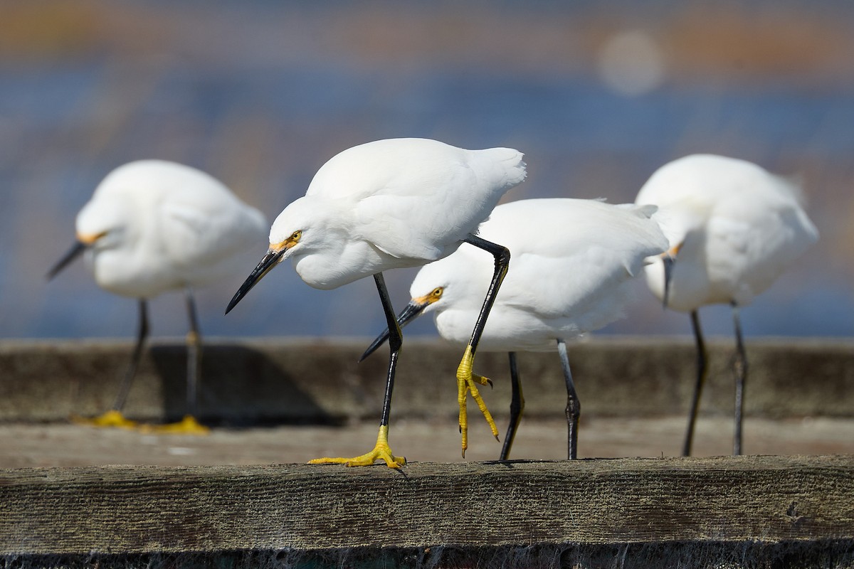 Snowy Egret - ML644716819