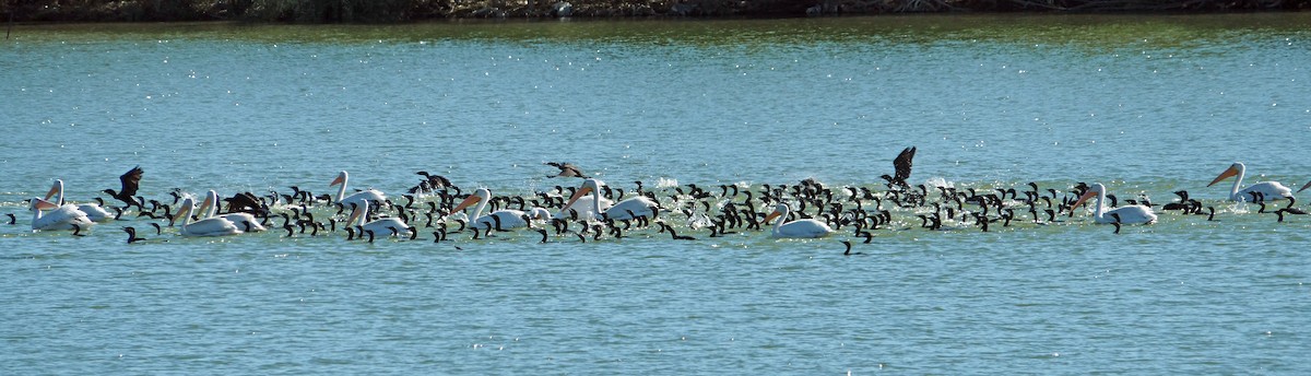 American White Pelican - ML644716821