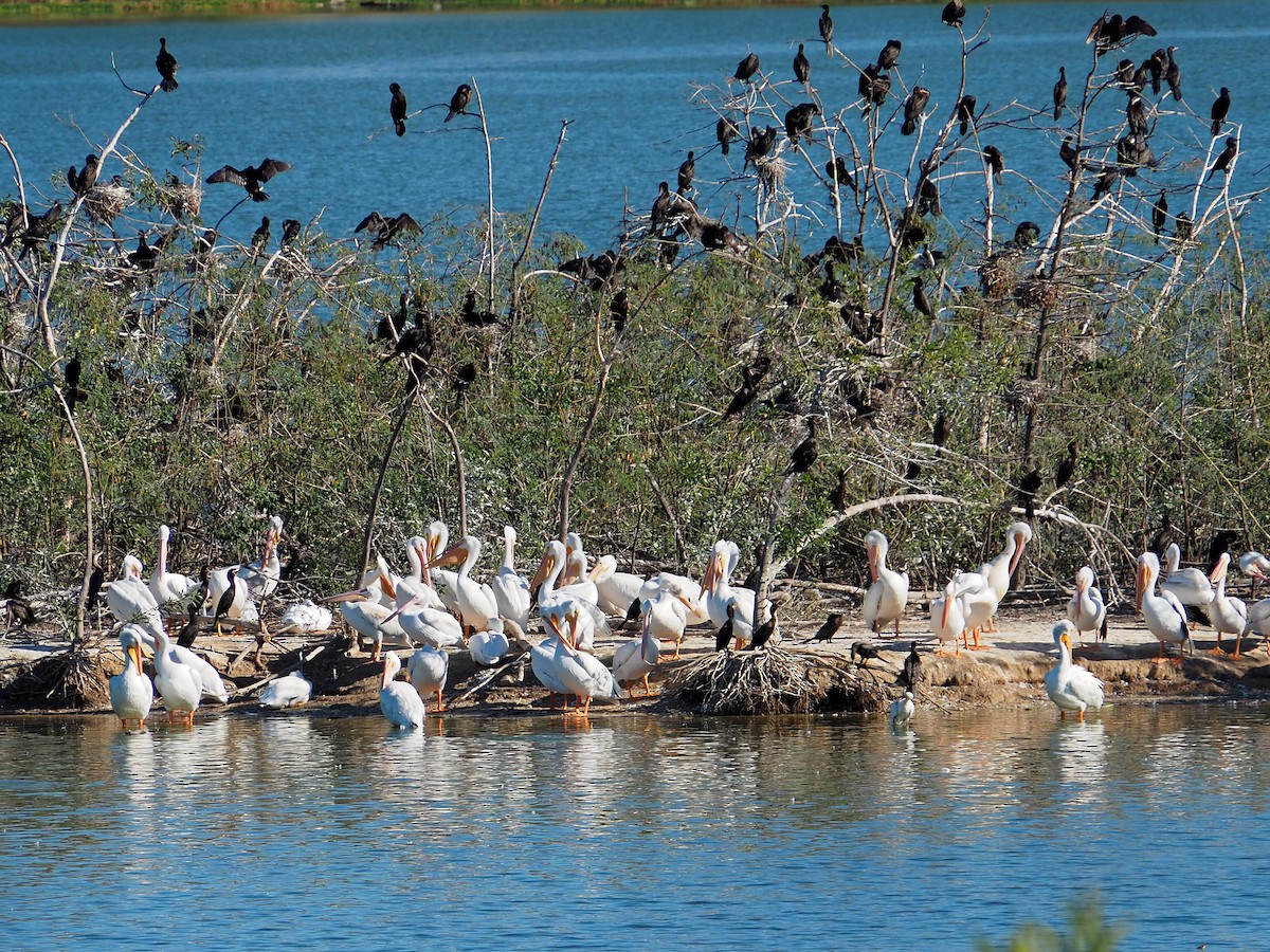 American White Pelican - ML644716822
