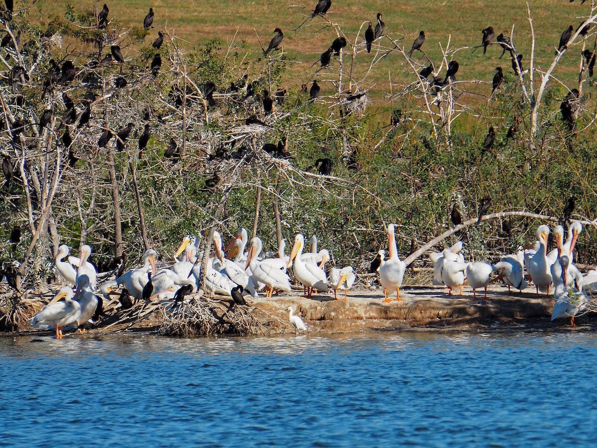 American White Pelican - ML644716823