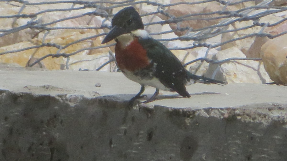 Green Kingfisher - ML644716824