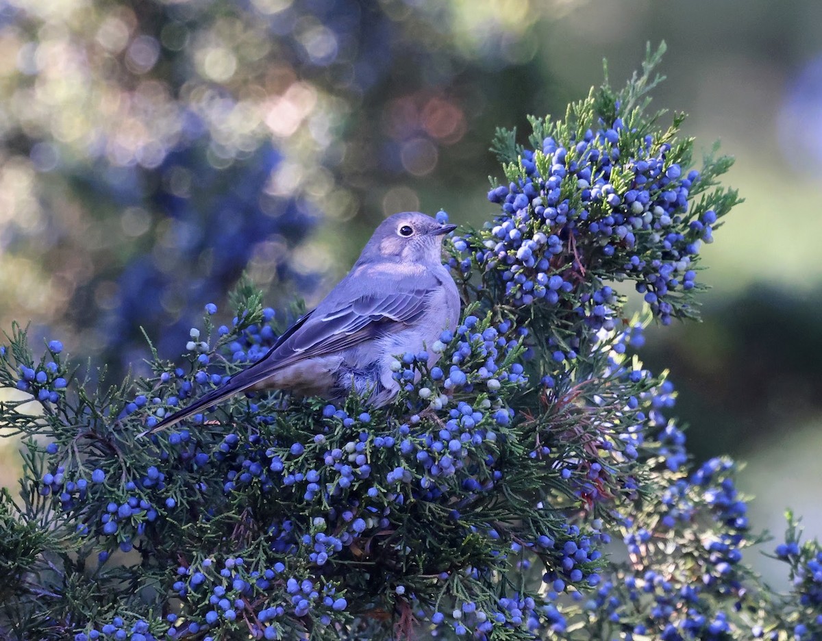 lesňák západní - ML644716825