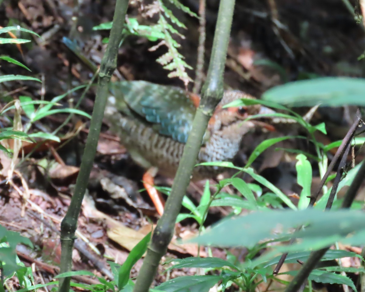 Scaly Ground-Roller - ML644716826