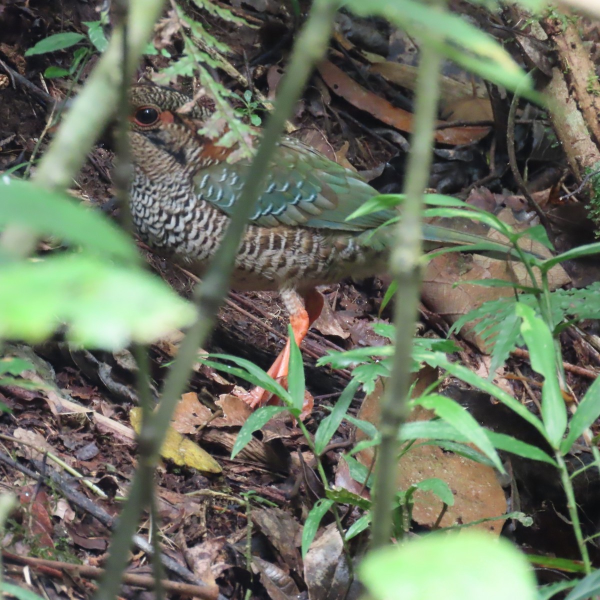 Scaly Ground-Roller - ML644716827