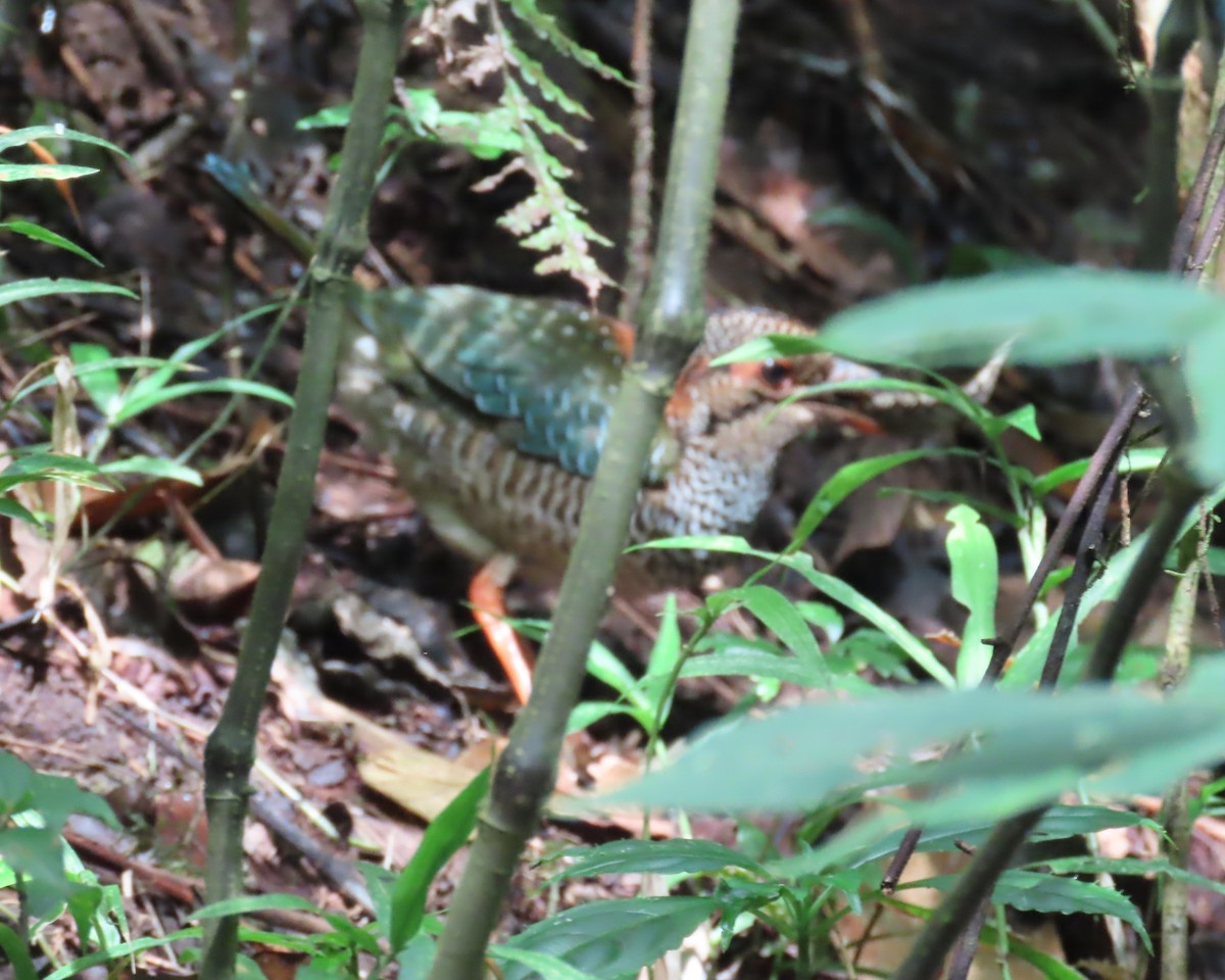 Scaly Ground-Roller - ML644716828