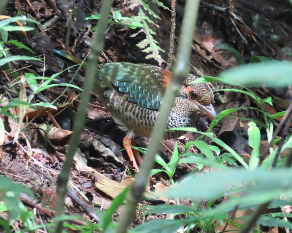 Scaly Ground-Roller - ML644716829