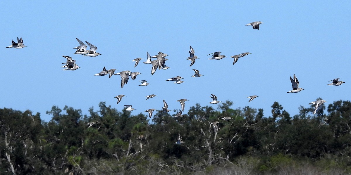 灰斑鴴 - ML644716830