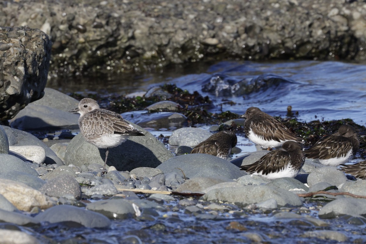 灰斑鴴 - ML644716831