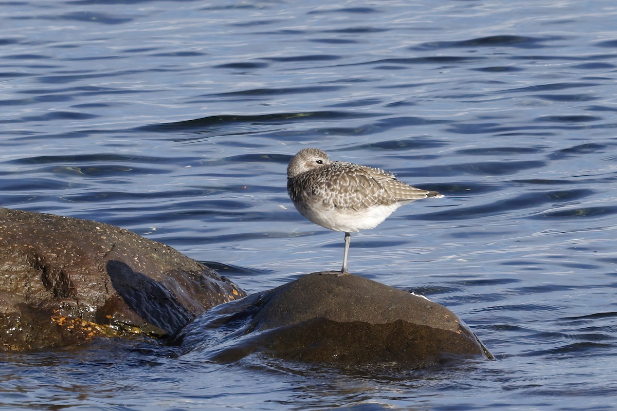 灰斑鴴 - ML644716832