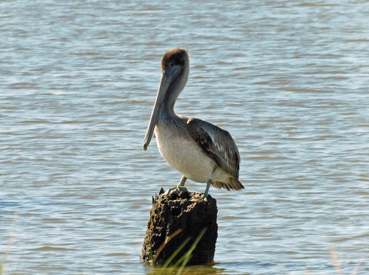 Brown Pelican - ML644716833